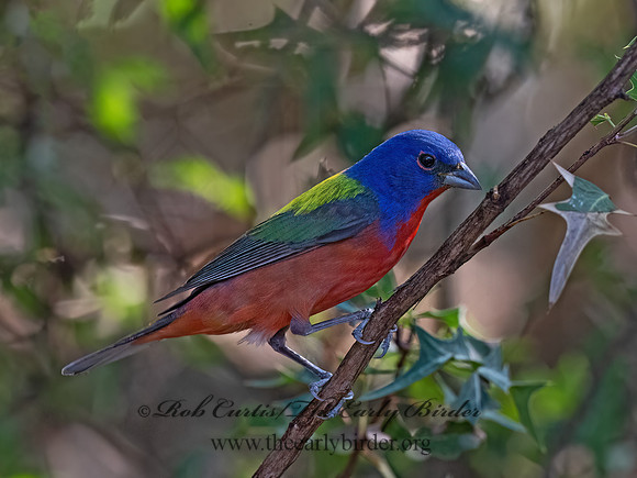 Passerina ciris  PAINTED BUNTING 3040756z
