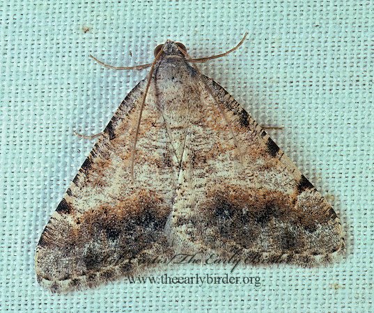 Digrammia colorata  CREOSOTE MOTH 94013z