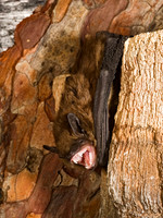 Eptesicus fuscus BIG BROWN BAT 8017081z