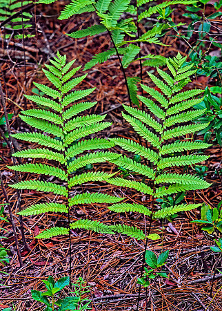 Woodwardia virginica  VIRGINIA CHAIN FERN 262803z