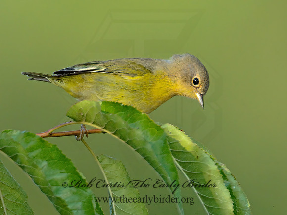 Oreothlypis ruficapilla  NASHVILLE WARBLER 9004167-1 z