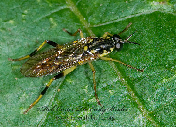 Xylomya tenthredinoides  XYLOMYID FLY 6007745z