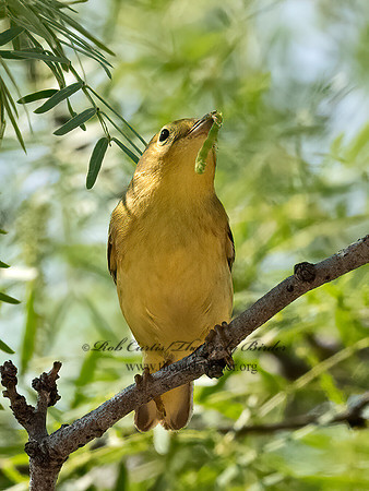Setophaga petechia  YELLOW WARBLER 3034592z