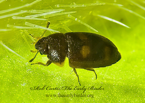 Litrargus tetraspilotus 5013223~z