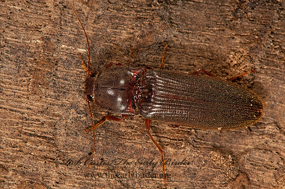 Hemicrepidius nemnonius  CLICK BEETLE 9066520z