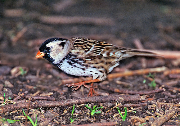 Zonotrichia querula  HARRIS'S SPARROW 299619z