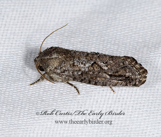 Acrolophus TUBEWORM MOTH  7008619z
