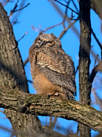 Bubo virginianus GREAT HORNED OWL 9067705z