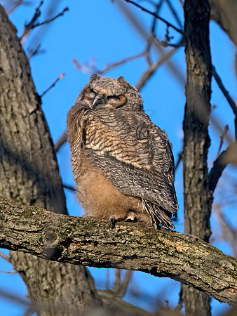 Bubo virginianus  GREAT HORNED OWL 9067705z