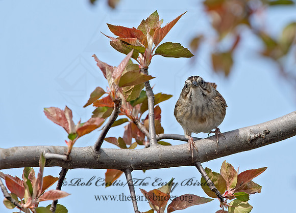 Melospiza georgiana  SWAMP SPARROW 9043029z