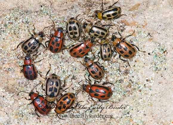 Cerotoma trifurcata 6013464z