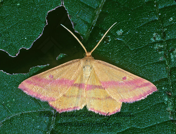 Haematopis grataria CHICKWEED GEOMETER 33929z