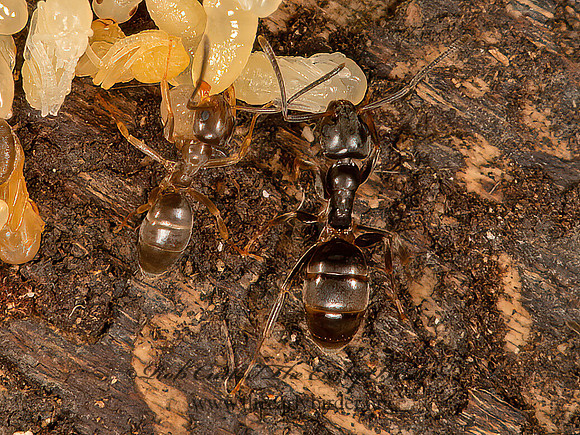 Tapinoma sessile  ODOROUS HOUSE ANT 9066503z