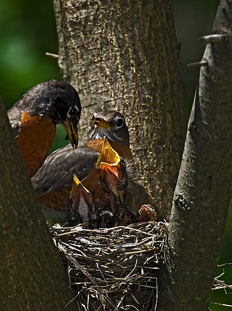 Turdus migratorius  AMERICAN ROBIN 6006207z