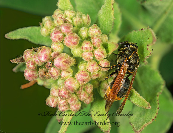 Pachodynerus nasidenss 247822z