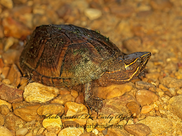 Sternotherus odoratus  EASTERN MUSK TURTLE 174819z