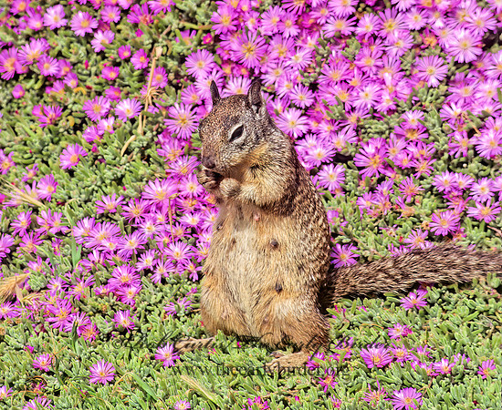 Otospermophilus beecheyi  CALIFORNIA GROUND SQUIRREL 124703z
