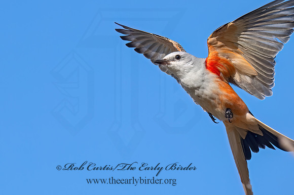 Tyrannus forficatus SCISSOR-TAILED FLYCATCHER 9091885z