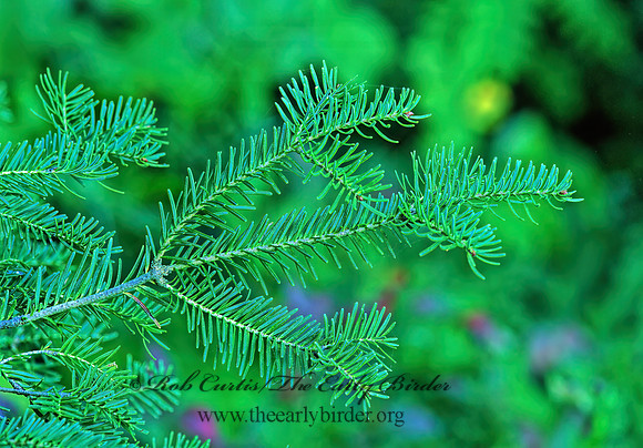 Abies balsamea  BALSAM FIR 212311z