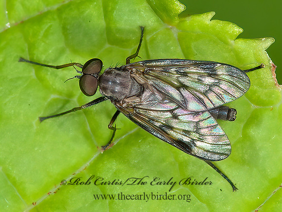 Rhagio punctipennis  SNIPE FLY 8034283z