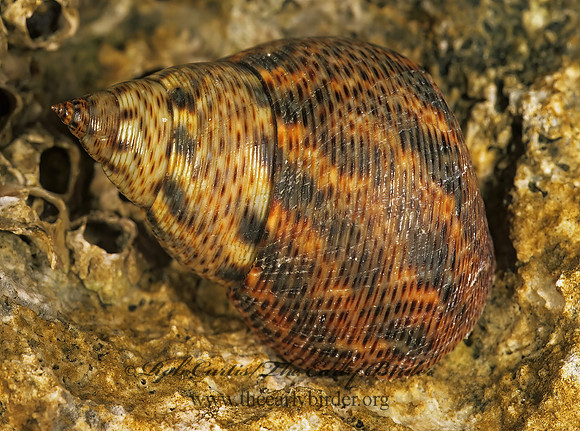 Littoraria angulifera LITTORINID SNAIL 248521z