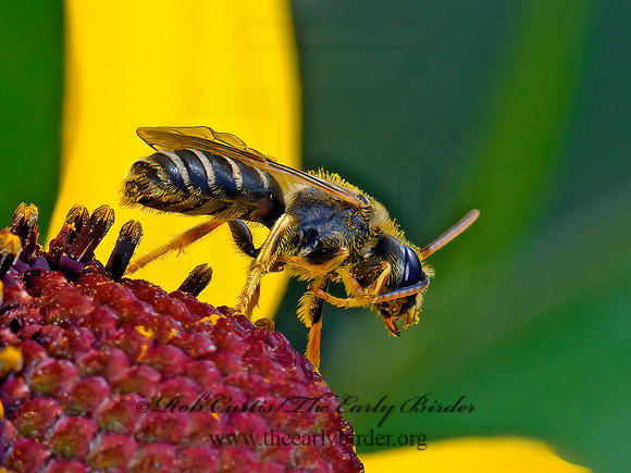 Halictus ligatus  LIGATED FURROW BEE 9063720 z