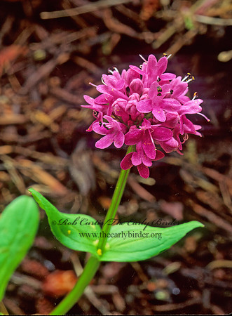 Plectritis congesta  ROSY SEABLUSH 147005z
