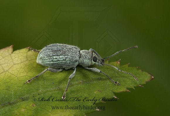 Calomycterus setarius 5013288z