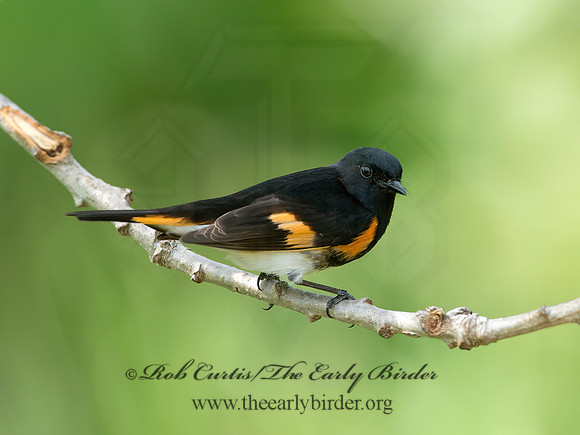 Setophaga ruticilla  AMERICAN REDSTART 9039083z