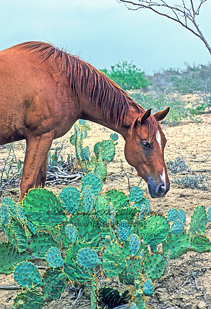 Equus caballus  HORSE 54622z