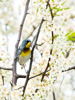 Setophaga americana NORTHERN PARULA 6004533z