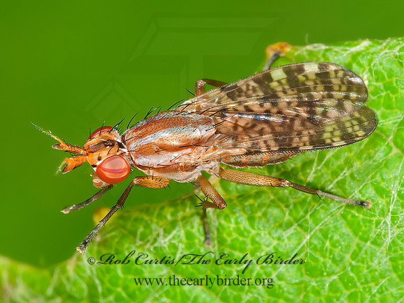 Limnia boscii  MARSH FLY 3013298z