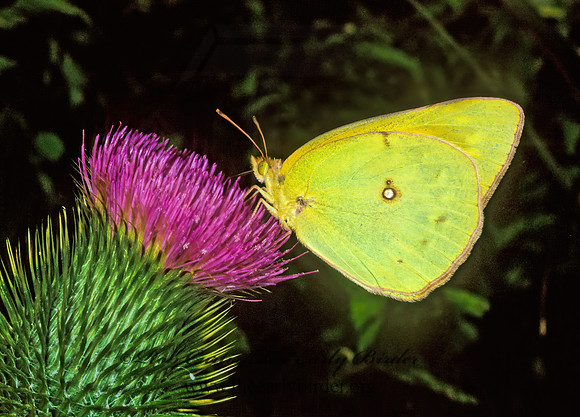 Colias philodice  CLOUDED SULPHUR 292923z
