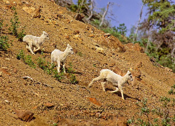 Ovis dalli  DALL SHEEP 235717z