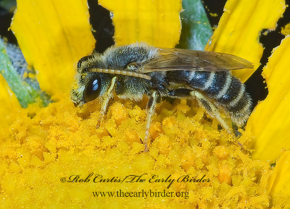 Halictus ligatus  LIGATED FURROW BEE 7009410 M z