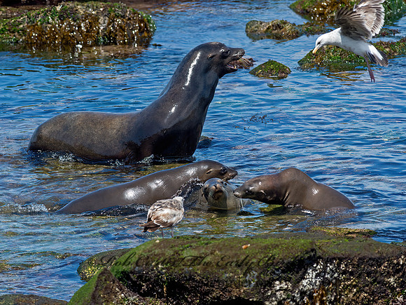 Zalophus californianus  CALIFORNIA SEA LION 9055873z