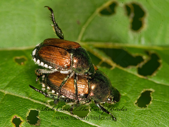 Popillia japonica 8016961z