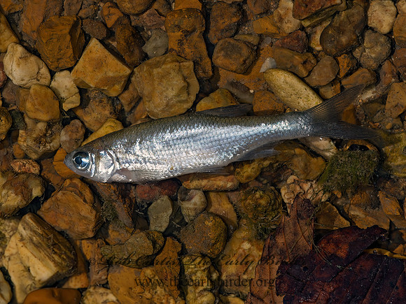 Notemigonus crysoleuca~  GOLDEN SHINER 9052477z