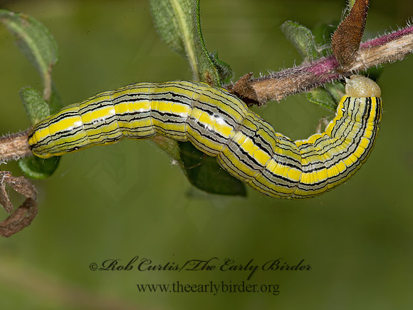 Cucullia asteroides GOLDENROD HOODED OWLET MOTH 9014727z