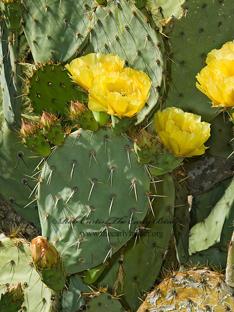 Opuntia engelmannii  DESERT PRICKLY PEAR 5005640 Opuntiaz