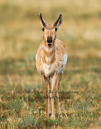 Antilocapra americana  PRONGHORN 7011581z