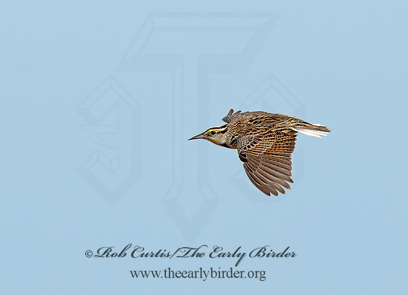 Sturnella magna  EASTERN MEADOWLARK 9021038z