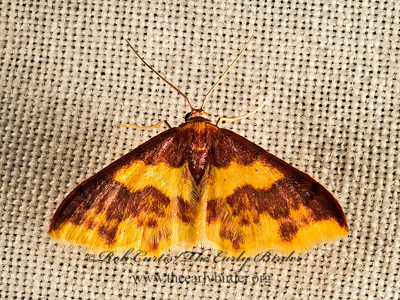 Lophosis labeculata  STAINED LOPHOSIS 9049953z