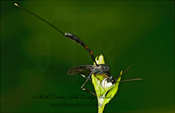 Gasteruption tarsatorium 5012378z