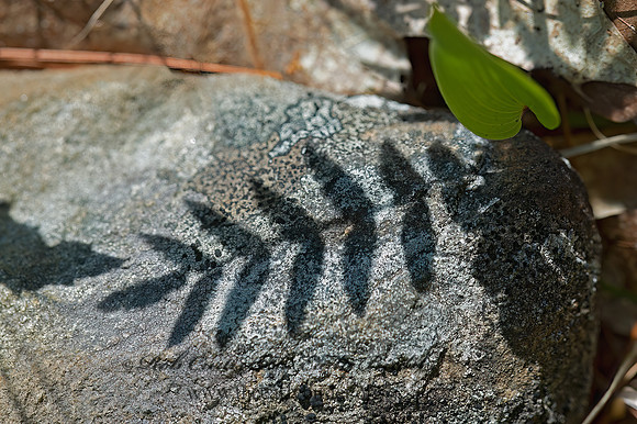Shadow Leaf 9032887z