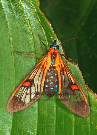 Cosmosoma teuthras ARCTIINI TIGER MOTH 202127z