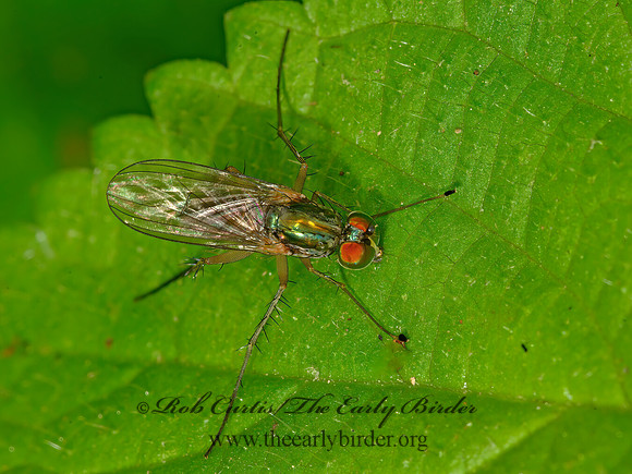 Dolichopus LONGLEGGED FLY 3021339z