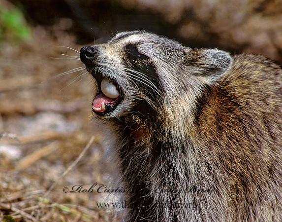 Procyon lotor  RACCOON 249431 z