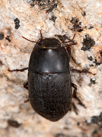 Coniontis  PIMELIINAE DARKLING BEETLE 8036784z