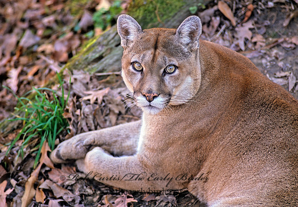 Puma concolor  COUGAR 213624z